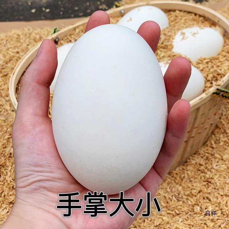 12 Pieces of Lion-Headed Goose Fresh Farm-Raised Free-Range Goose Eggs to Remove Fetal Toxins, Large Size 80-120 Grams