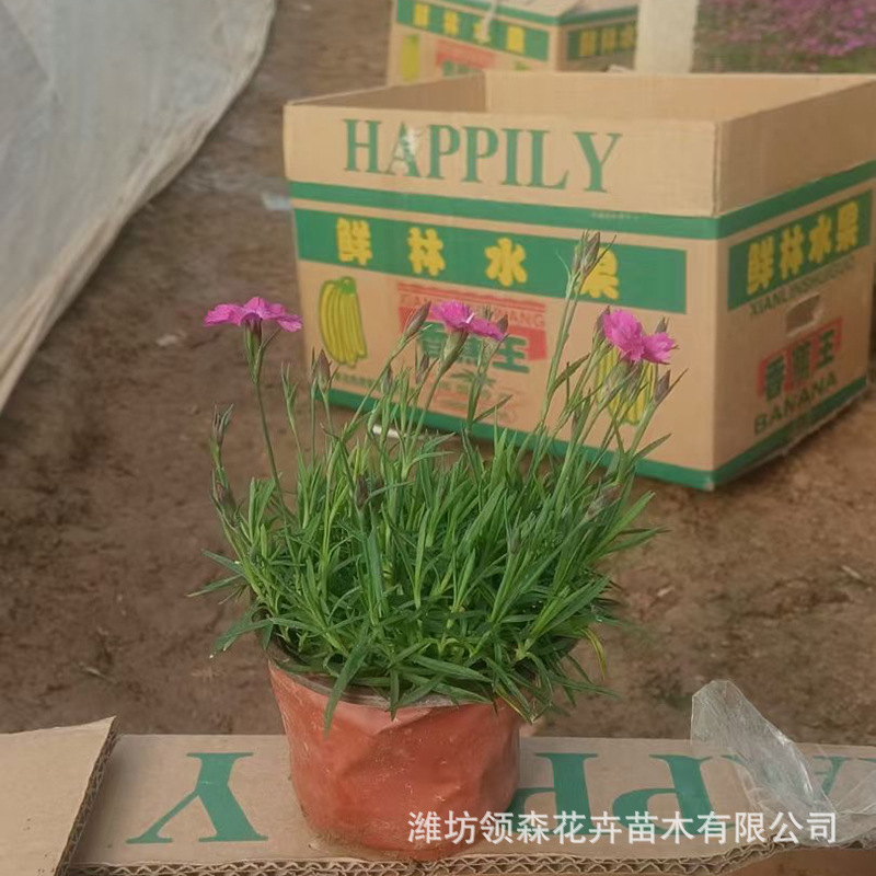 High-Quality Grass Flower Dianthus Caryophyllus Wholesale Cold-Resistant Perennial Flower Cup Seedlings Wholesale Garden Park Engineering Flowers and Plants