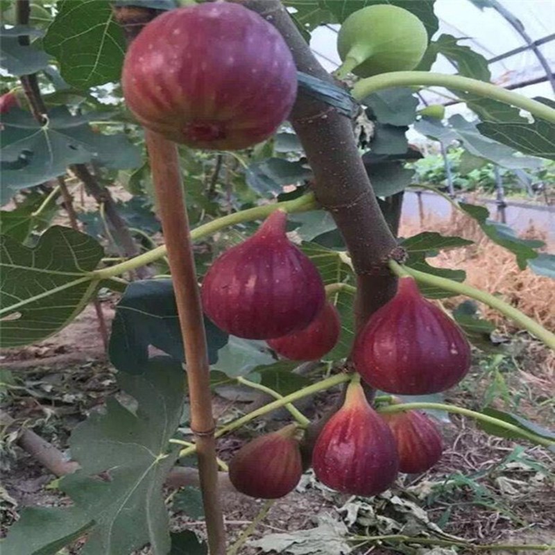 Fig Tree Fruit Seedlings Boji Red Four-Season New Variety Fruit Seedlings Fig Seedlings Potted Plants Bear Fruit in the Same Year