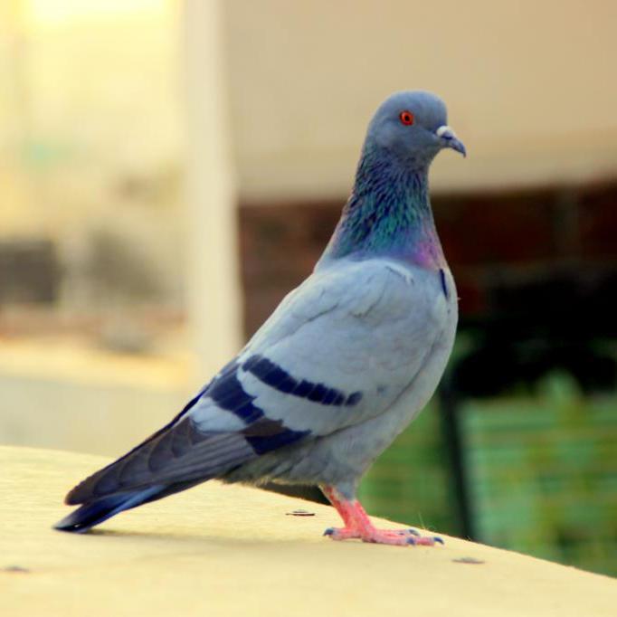 Пара живых голубей, мясные голуби, разводные голуби, маленькие голуби, голуби-утята, серые молодые голуби, мешки для откладывания яиц