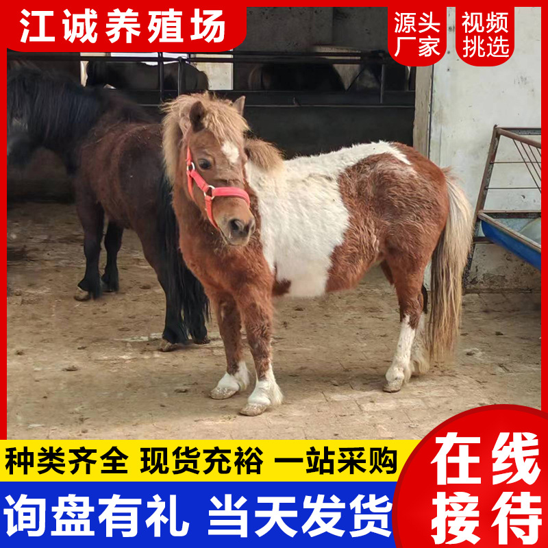 Visiting Scenic Spots, Taking Photos, Riding on Adult Dwarf Horses, Recycling Mini Pet Horses, Small-Footed Horses, Special Miniature Horses