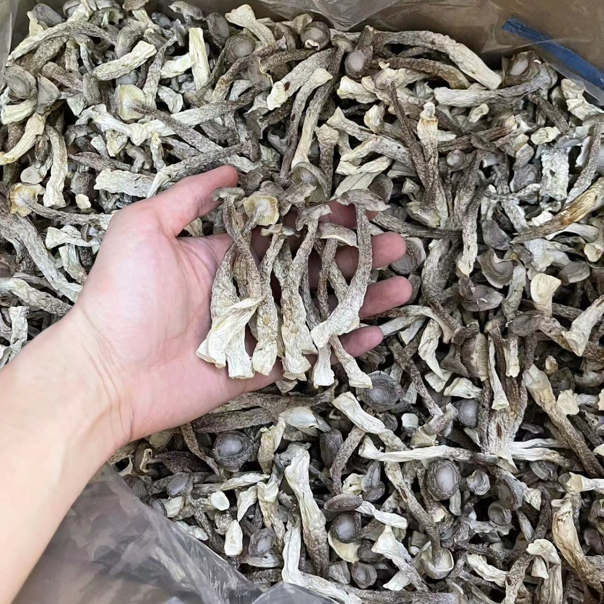 Mushroom soup antler mushroom antler mushroom dry goods packaging bulk wholesale Ruyi love antler mushroom multiple specifications origin wholesale