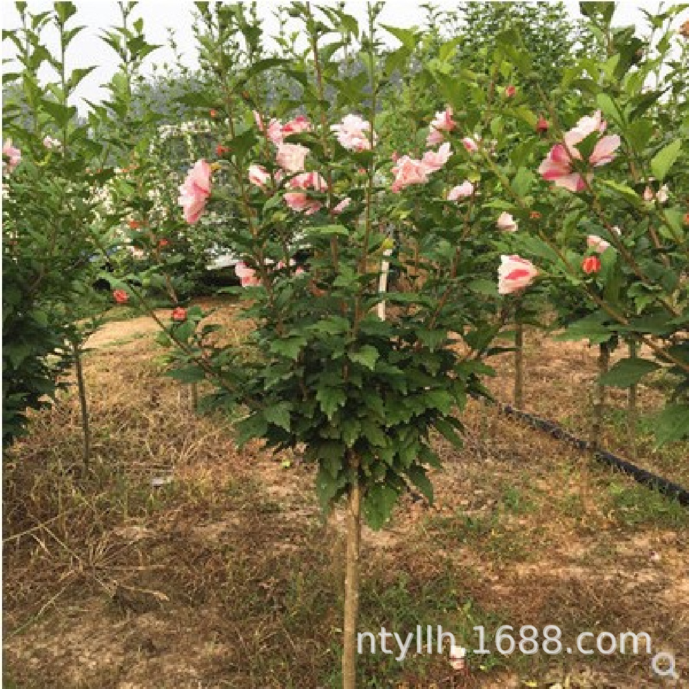 Hibiscus Sapling Base, Landscaping Project, Greening Seedlings, Hedge Hibiscus Seedlings, Multi-Specification Hibiscus Flower Saplings