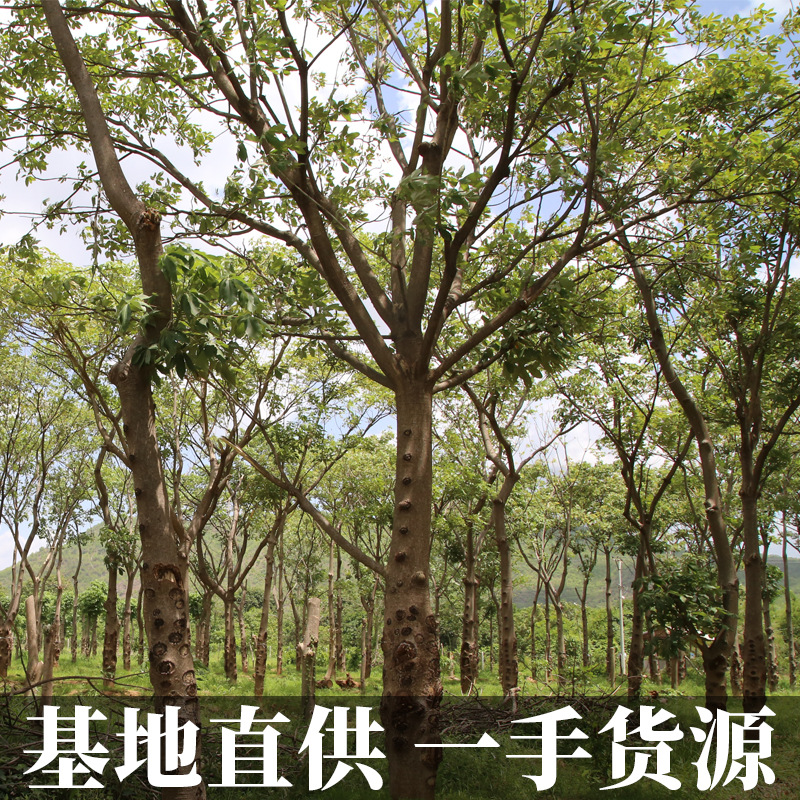 Snow swallow wholesale Myanmar Yunnan brushed snow swallow natural wild Super Dragon beard silk plant Bird's Nest impurity less generation hair