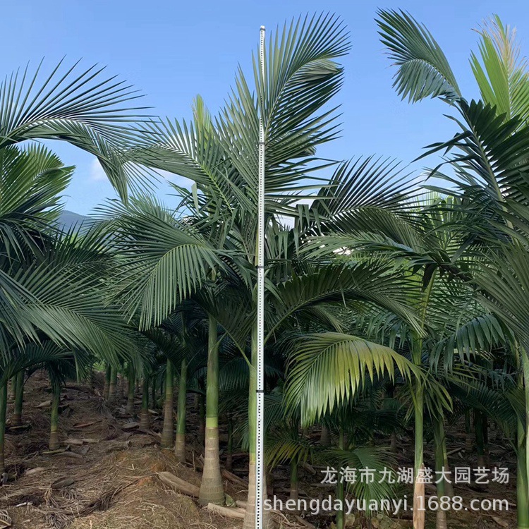 Fujian Fake Betel Nut Wholesale Yunnan Fake Betel Nut Price Zhejiang Fake Betel Nut Tree Jiangxi Fake Betel Nut Base