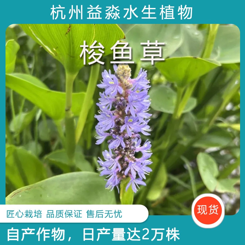 Базовые водные растения, лиственные растения для сомов, водные цветы и травы для сомов доступны в полном ассортименте и могут быть заказаны для инженерных нужд