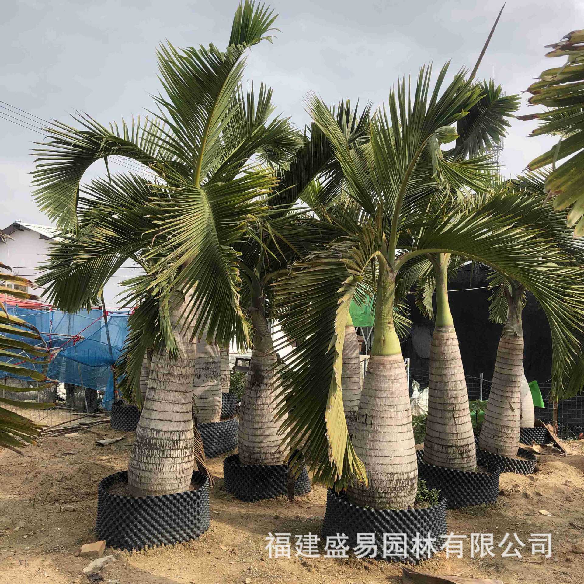 Wholesale of Wine Bottle Coconut Wine Bottle Coconut Price Hainan Wine Bottle Coconut Tree Quote Wine Bottle Coconut Base