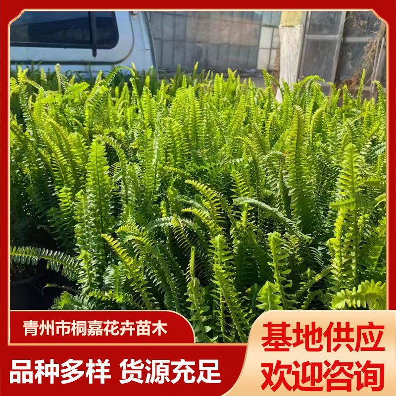 Plant Wall Fern Base Wholesale Ornamental Value High Greenery Potted Centipede Grass