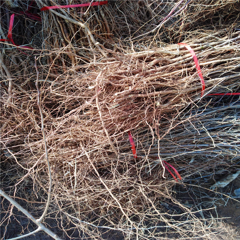 Medicinal Jujube Saplings Lu Sour Jujube Seedlings Pi Boran Large Freshly Dug Medicinal Jujube Varieties