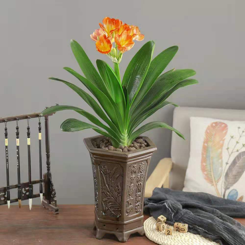 Clivia Seedlings, Clivia Potted Plants, Clivia Large Seedlings, Indoor Office Flowers and Green Plants, One Piece Wholesale Delivery