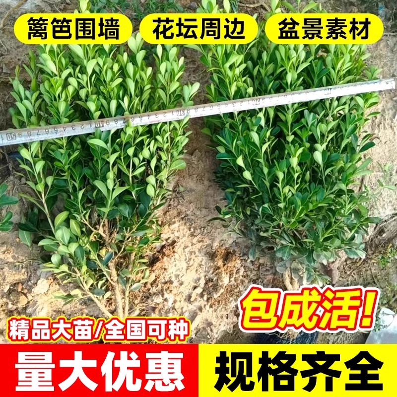 Small-Leaf Boxwood Seedlings, Melon Seeds, Boxwood Ball Seedlings, Courtyard Fence Greening, Single-Pole Boxwood Saplings, Large-Leaf Boxwood Holly Seedlings