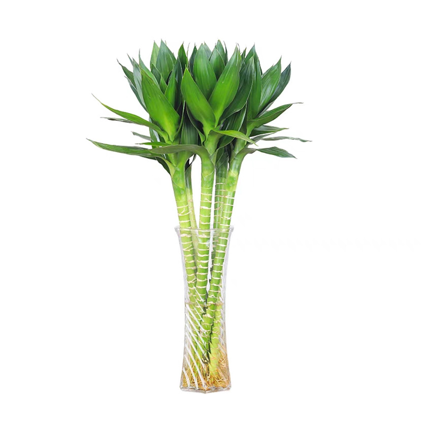 Wenchang Bamboo with Roots Guanyin Bamboo Lotus Bamboo Rich Bamboo Hydroponic Plant Purifies the Air in the Office Water-Cultured Green Plants