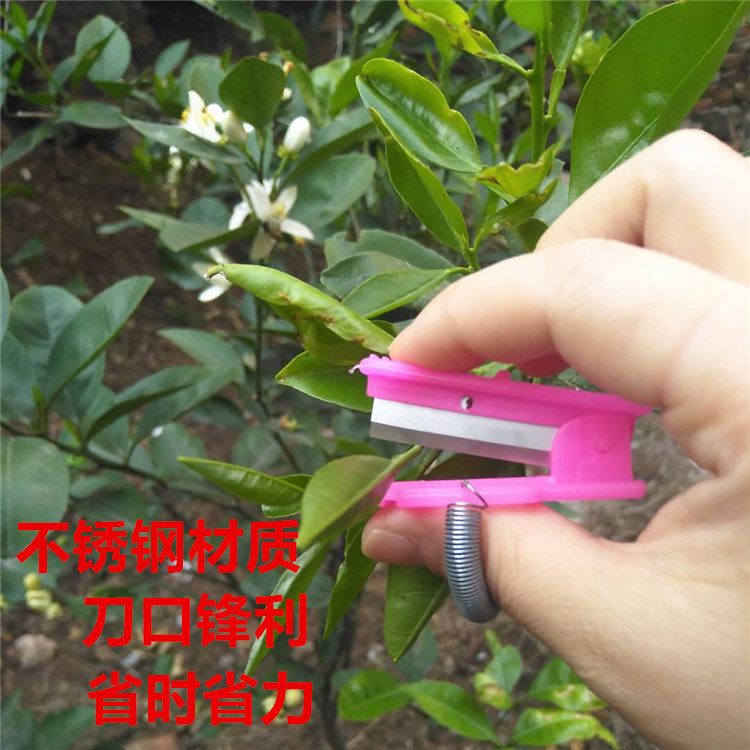 Сборщик овощей и фруктов, секатор для винограда, нож для обрезки листьев