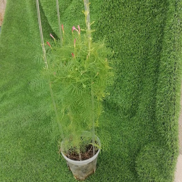 Acrylic Potted U-Shaped Plant Climbing Pergola Plant Support Rod Flower Stand Gardening Bracket Rose Pothos