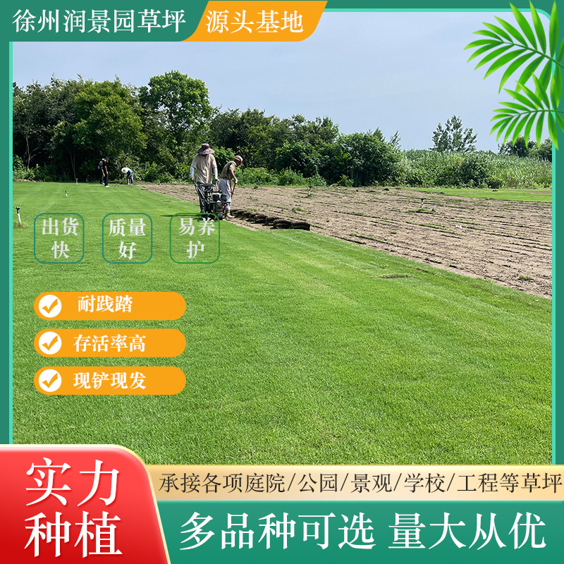 Base Wholesale Manila Turf, Four-Season Green Lawn, Soil Taiwan Grass, Engineering Greening Belt Mud Real Lawn