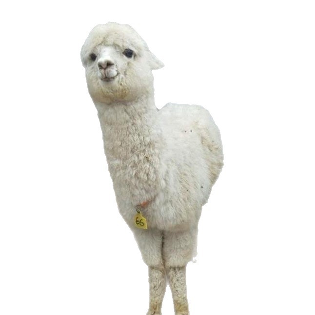 Shandong Alpaca Farm Sells Artificially Raised Live Alpacas for Scenic Spots to Feed and Watch. Alpacas Are Docile