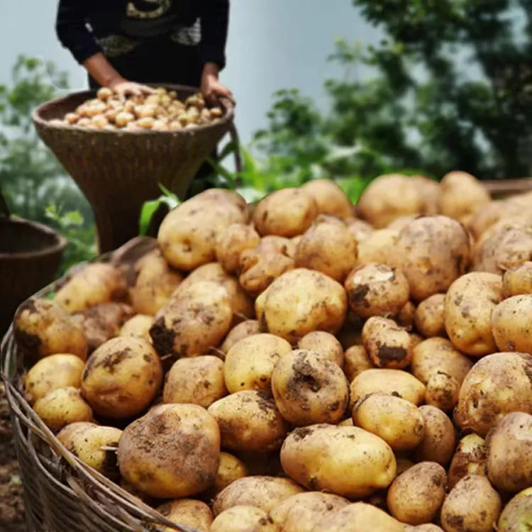 Fresh Enshi Small Potatoes Freshly Dug from Hubei, Fresh Yellow-Fleshed Potatoes, Seasonal Vegetables, Potatoes, and Potatoes for Dropshipping