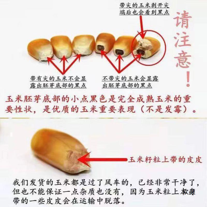 Wholesale Dried Corn 50kg for Breeding, Bulk Corn Kernels for Feeding Chickens, Ducks, Geese, Pigs, Pigeons, Fishing, and Building Nests with Free Shipping