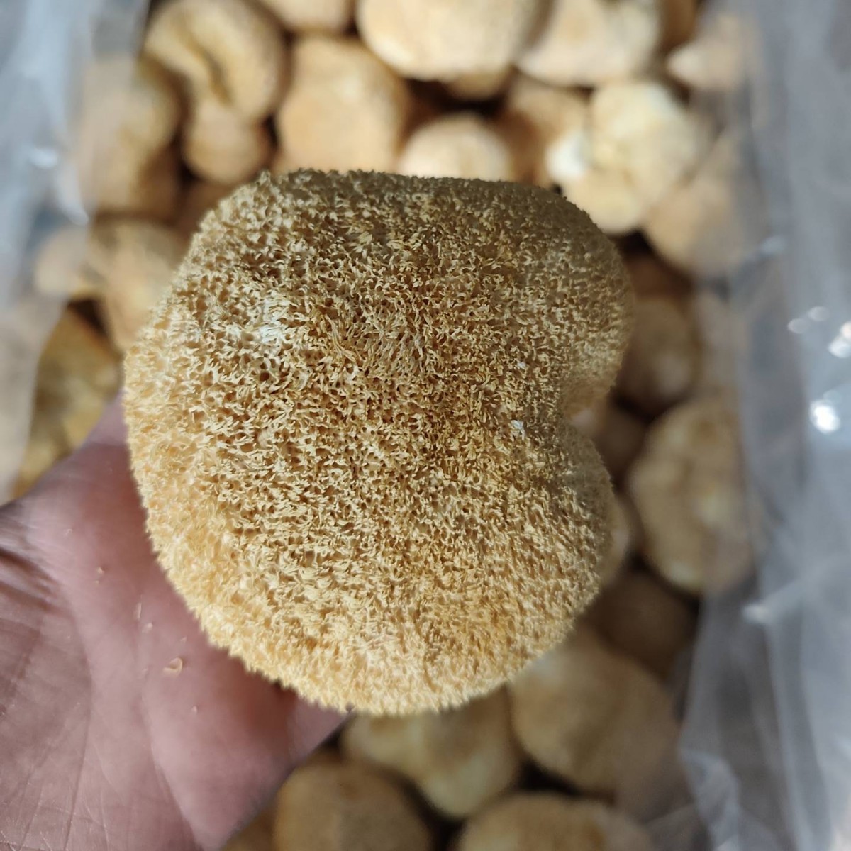 Dried Hericium Erinaceus (Lion's Mane Mushroom) Without Roots and Stems, Sulfur-Free, Bulk Edible Fungi Wholesale, Export Grade