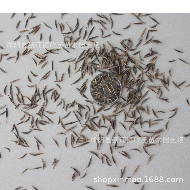 Small Potted Flower Seeds, Short Sunflowers, Morning Glory, Phoenix Fairy Sunflower Dropshipping Manufacturers, Small Package Flower Seeds