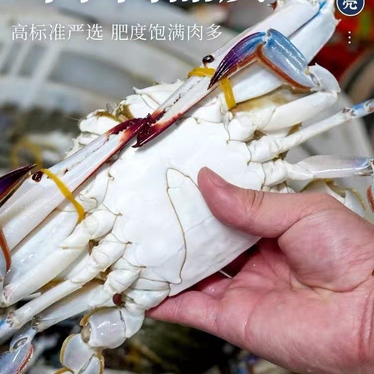 Fresh and Extra Large Seafood Pack of 1.5kg Frozen Zhejiang Sea Crabs White Crabs