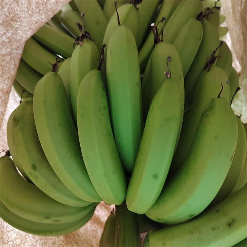 Guangxi Williams Banana Fresh Whole Box Seasonal Free Shipping Fresh Fruit Williams Banana Dropshipping