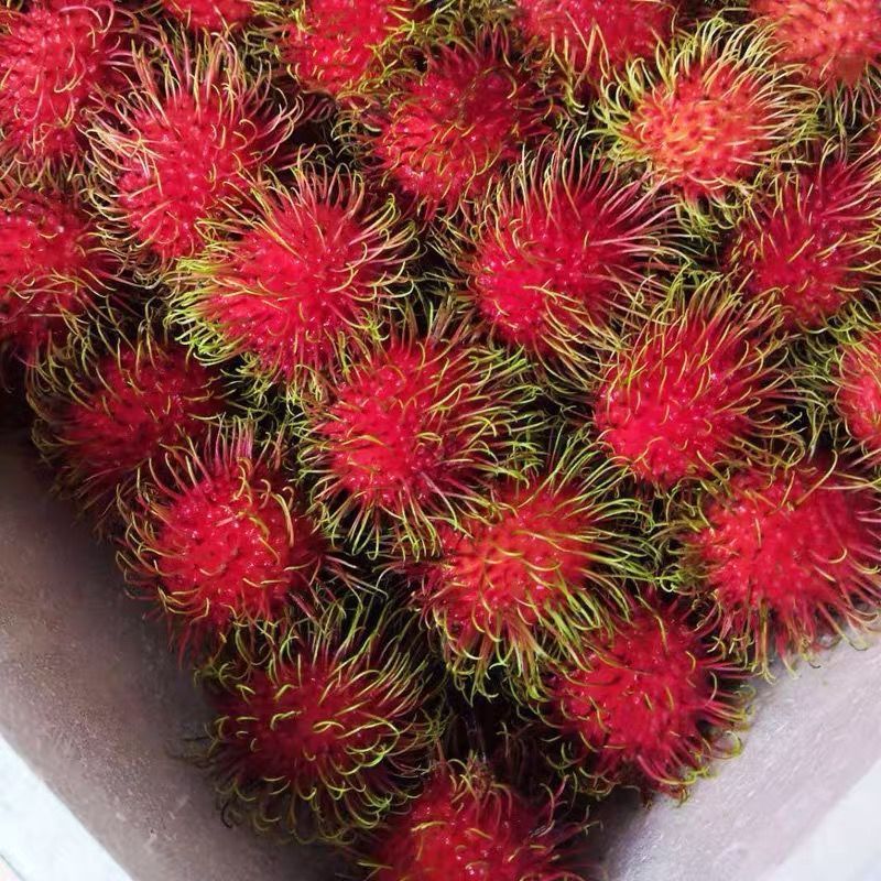 [Sf Express Ready Stock] Hainan Baoting Red Durian 2.5kg Seasonal Fresh Tropical Fruit for Pregnant Women 0.5-1.5kg Durian