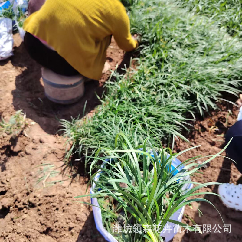 Ophiopogon Japonicus Garden Jade Dragon Grass, Cold-Resistant and Trampling-Resistant Garden Greening Lawn Plant, Evergreen Phnom Penh Ophiopogon Japonicus Seedlings All Year Round