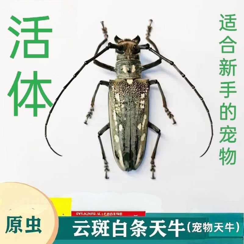 Live Pet Insect Beetle Crawling Small Animal White-Striped Easy to Raise Non-Toxic Destructive Star Beetle One