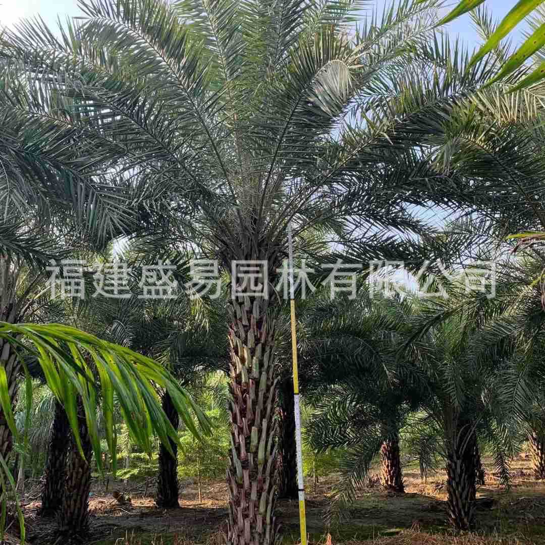 Jiangxi Yinhai Date Palm Prices Zhejiang Transplanted Middle Eastern Date Palms Hubei Middle Eastern Date Palm Trees Wholesale Garden Greening
