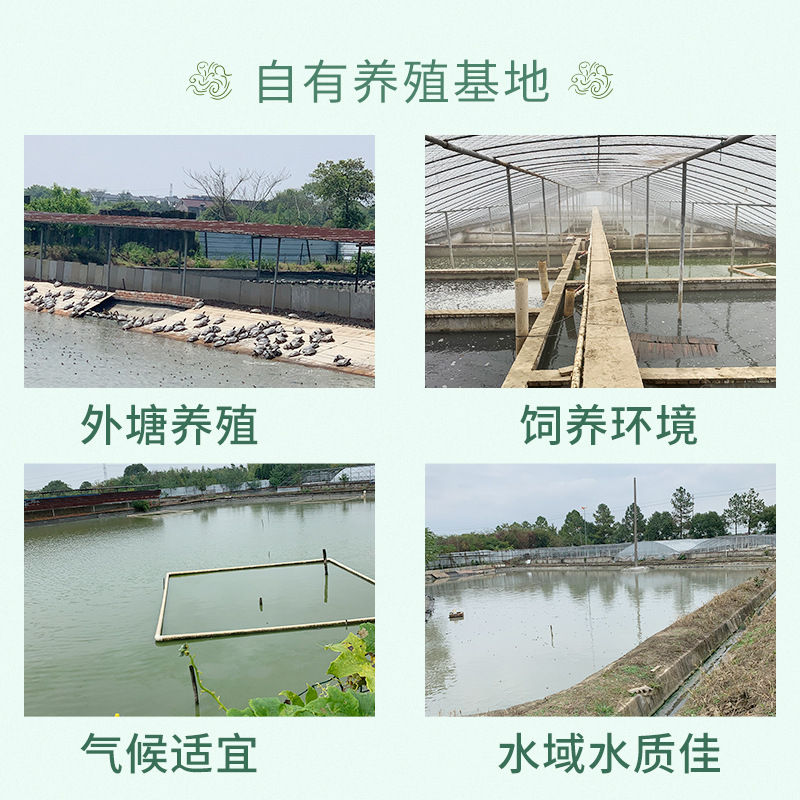 3- 26cm Brazilian Turtle Pet Ornamental Turtle Large and Small Turtles Brazilian Batch Young Turtles Special Price Grass Turtle Hatchlings