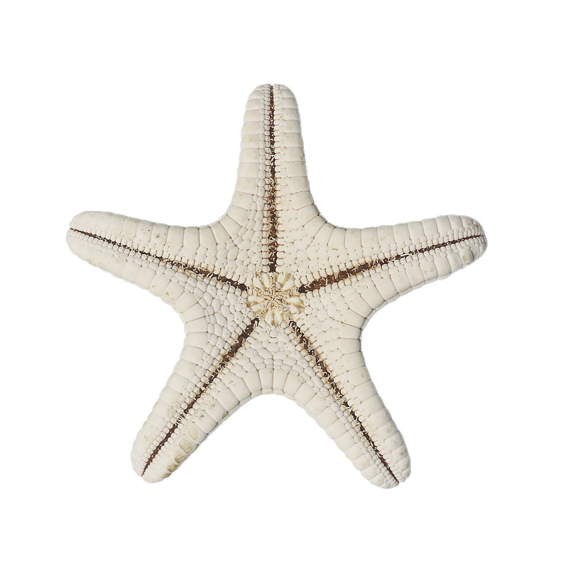 Natural Conch Shell Steamed Bread Five Fingers Overlord Starfish Mediterranean Platform Decorations Wall Ornaments Collection Wholesale