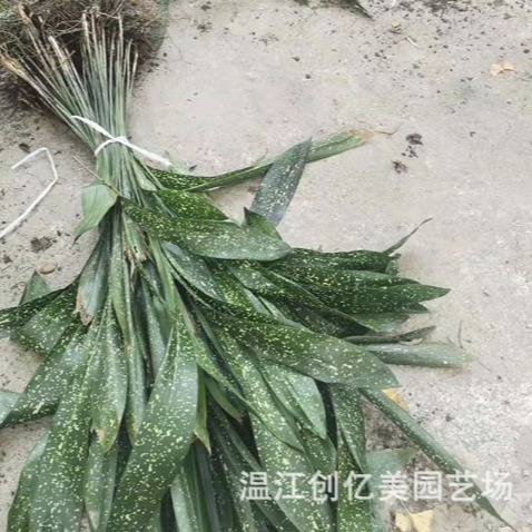 One-Leaf Orchid Potted Seedlings, Green Leaf and Spotted Leaf Spider Plant, Height 50-150cm Cm, Indoor Evergreen Green Plant