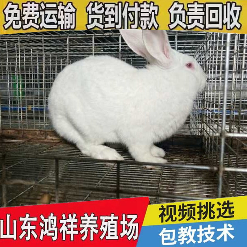 Новозеландские мясные кролики, самцы и самки, оптовые цены, готовая поставка высококачественных мясных кроликов, доставка кроликов для разведения на дом