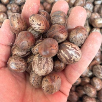 Оптовая резиновая фруктовая семена резиновое яйцо бодхи