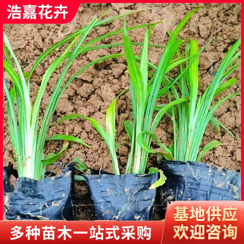 Orchid Panax Notoginseng Seedlings, Lucky Grass Perennial Plant Seedlings, Cold-Resistant Four-Season Evergreen Ornamental Seedlings, Orchid Panax Notoginseng Seedlings
