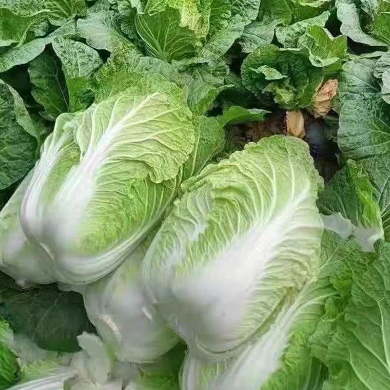 Свежая осенняя капуста с фермы на северо-востоке, желтая сердцевина, свежие сырые острые капусты, 2.5кг, бесплатная доставка