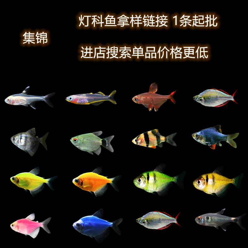 Ornamental Fish Fry, Red and Green Lotus Grass Tank, Schooling Freshwater Small Lampfish, Aquarium Pet Fish, Grass Tank Small Fish
