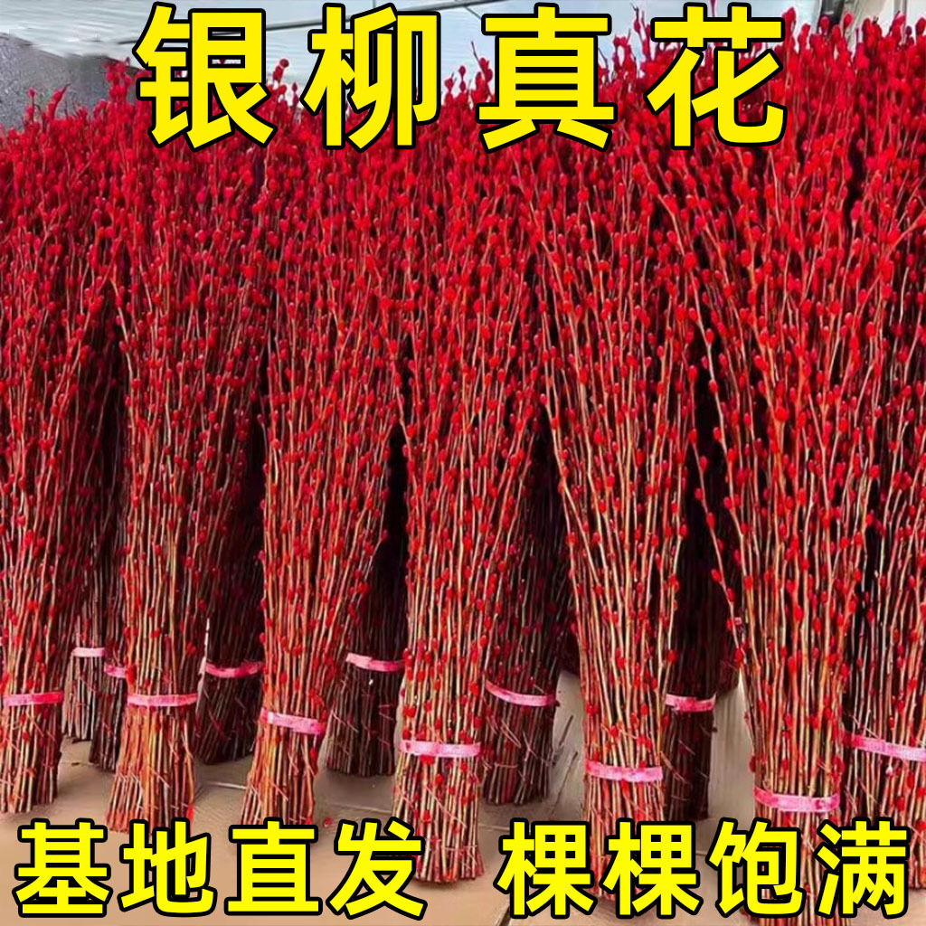 Silver Willow Real Flower Fresh Branch Dried Flower Ornament Indoor Hydroponic Green Plant New Year Red Fortune Bucket Fortune-Attracting New Year's Eve Flower Potted Plant