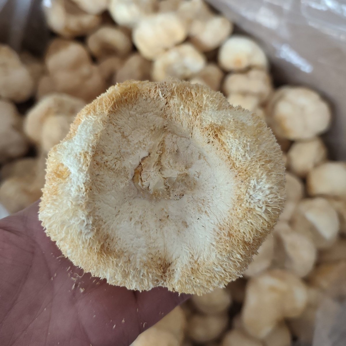 Dried Hericium Erinaceus Powder, Raw Material for Lion's Mane Mushrooms, Root and Stem Trimmed, Sulfur-Free, Bulk Edible Fungi, Wholesale Export Grade