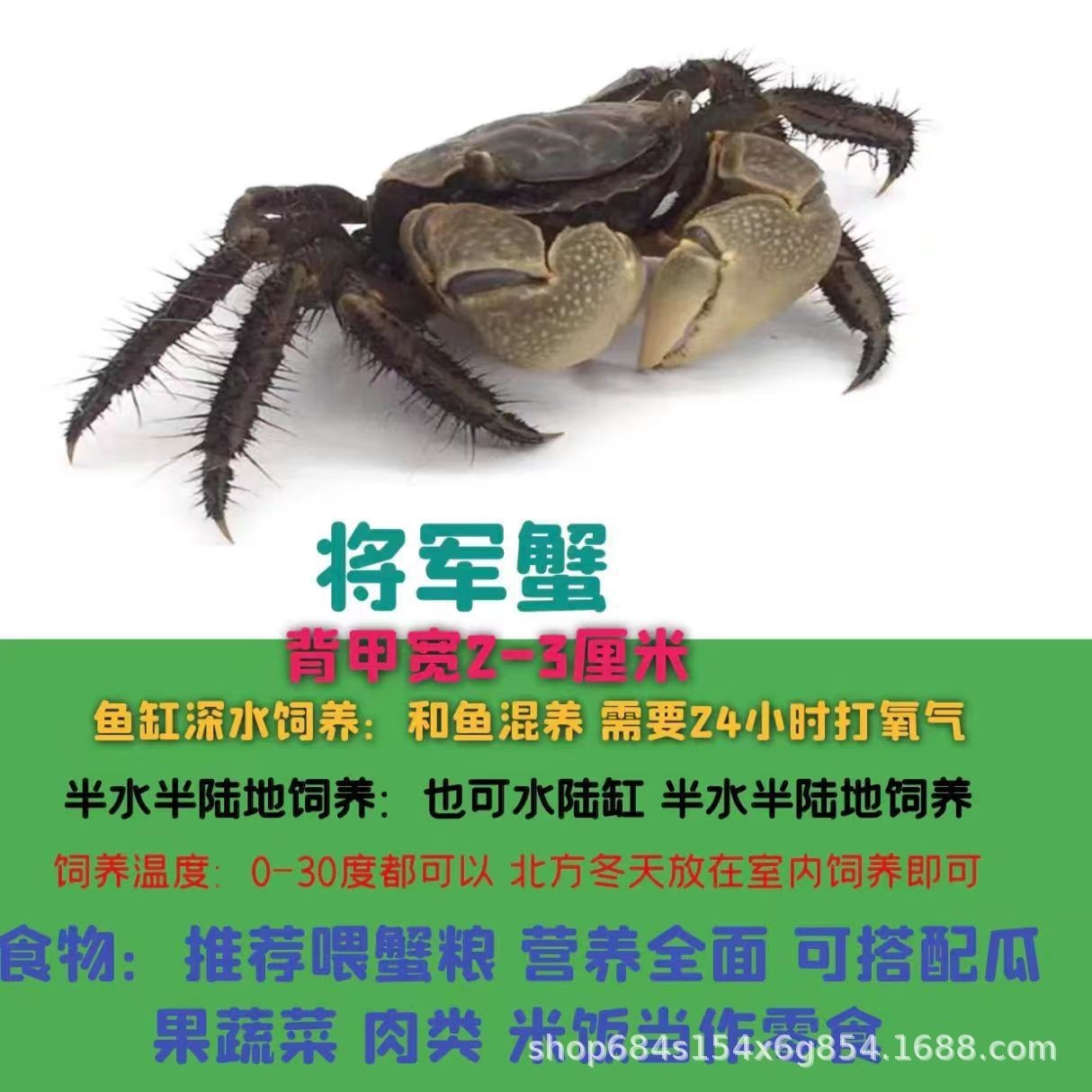 Little Crab, General Crab, Pet Crab, Mini Live Chili Crab, Easy to Maintain Fish Tank, Aquarium Crab Wholesale Stall