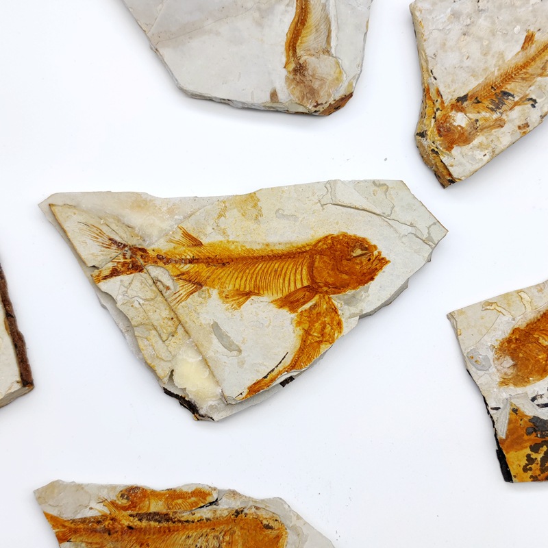 Ancient fossil Wolf fin fish fossil trilobite fossil plant fossil insect fossil popular science teaching specimen