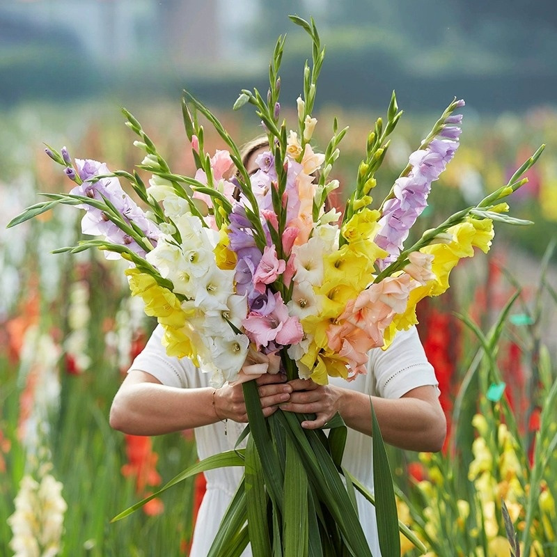 Луковицы гладиолусов, многолетние, горшечные семена, цветы круглый год, гладиолусы для двора