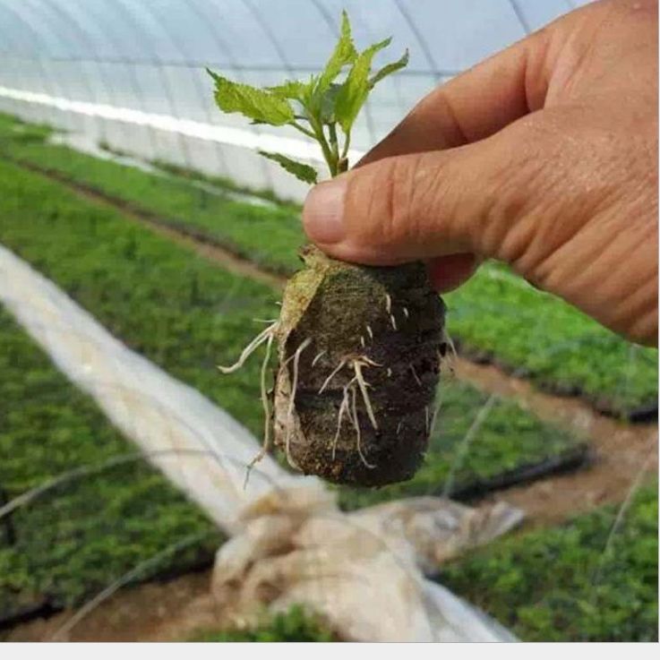 Factory direct 3cm compressed seedling block nutrition block matrix block flowers, vegetables, melons and fruits seedling soil block