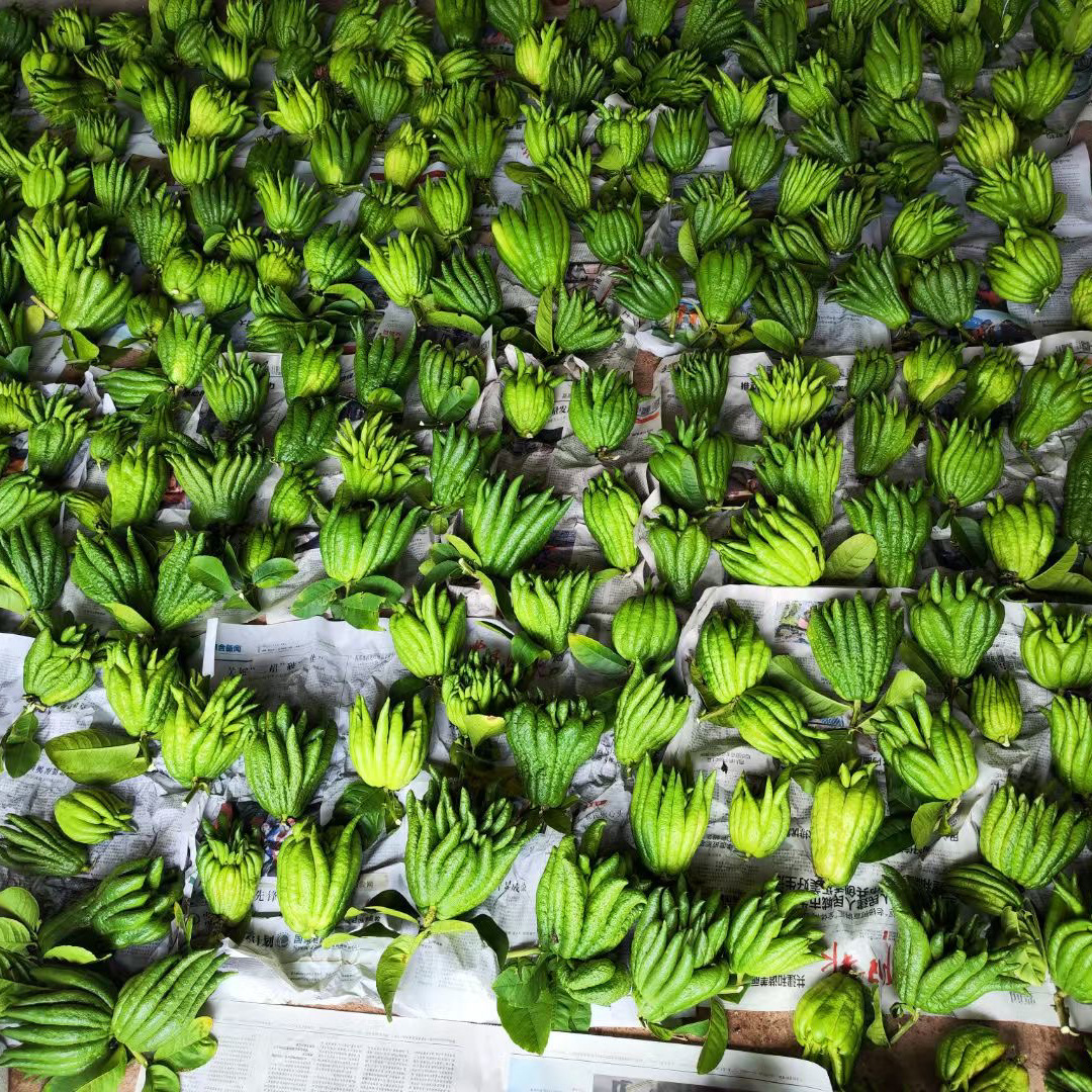 [Homemade Bergamot] Freshly Picked Fruits Are Offered to the Buddha. Bergamot Fruit Slices Are Sun-Dried and Used to Make Tea