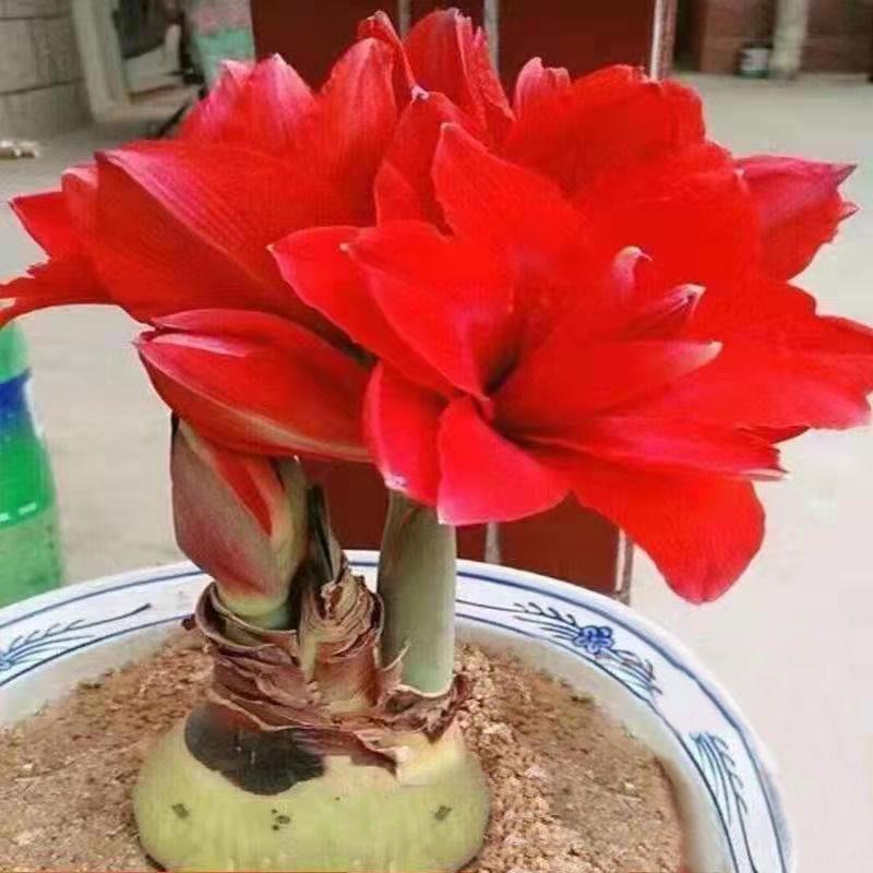 [Flowering All Year Round] Imported Amaryllis Double-Flowered Large Potted Plants, Living Room Green Plants and Florals, Easy to Feed