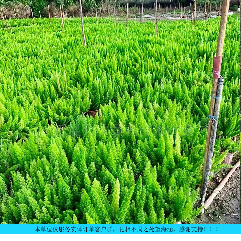 Оптовая поставка флористики для озеленения, хвостовик спаржи, для отелей, торговых центров, ландшафтного дизайна, прямая поставка с бесплатной доставкой