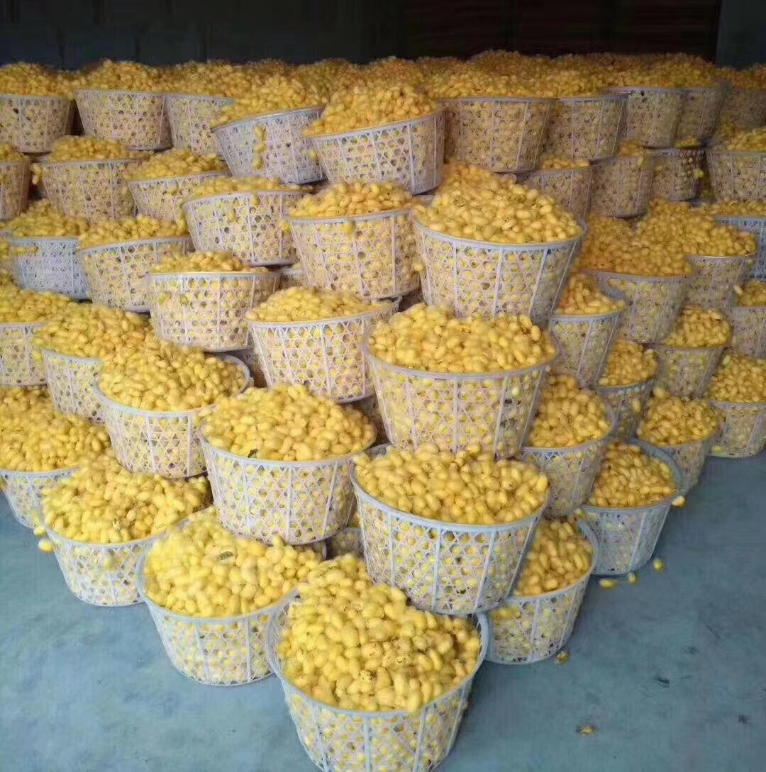 Factory Direct Sales Gold Silk Quilt Core 100% Mulberry Silk Quilt Wholesale Wedding Quilt Mother Quilt Spring Autumn Summer Cool Winter Quilt