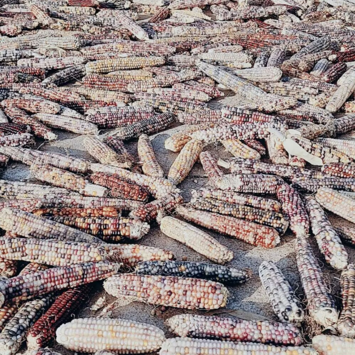 Cute 25-Year-Old Mini Corn Hamster Teething Corn on the Cob Dutch Pig Chinchilla Rabbit Snack Stick