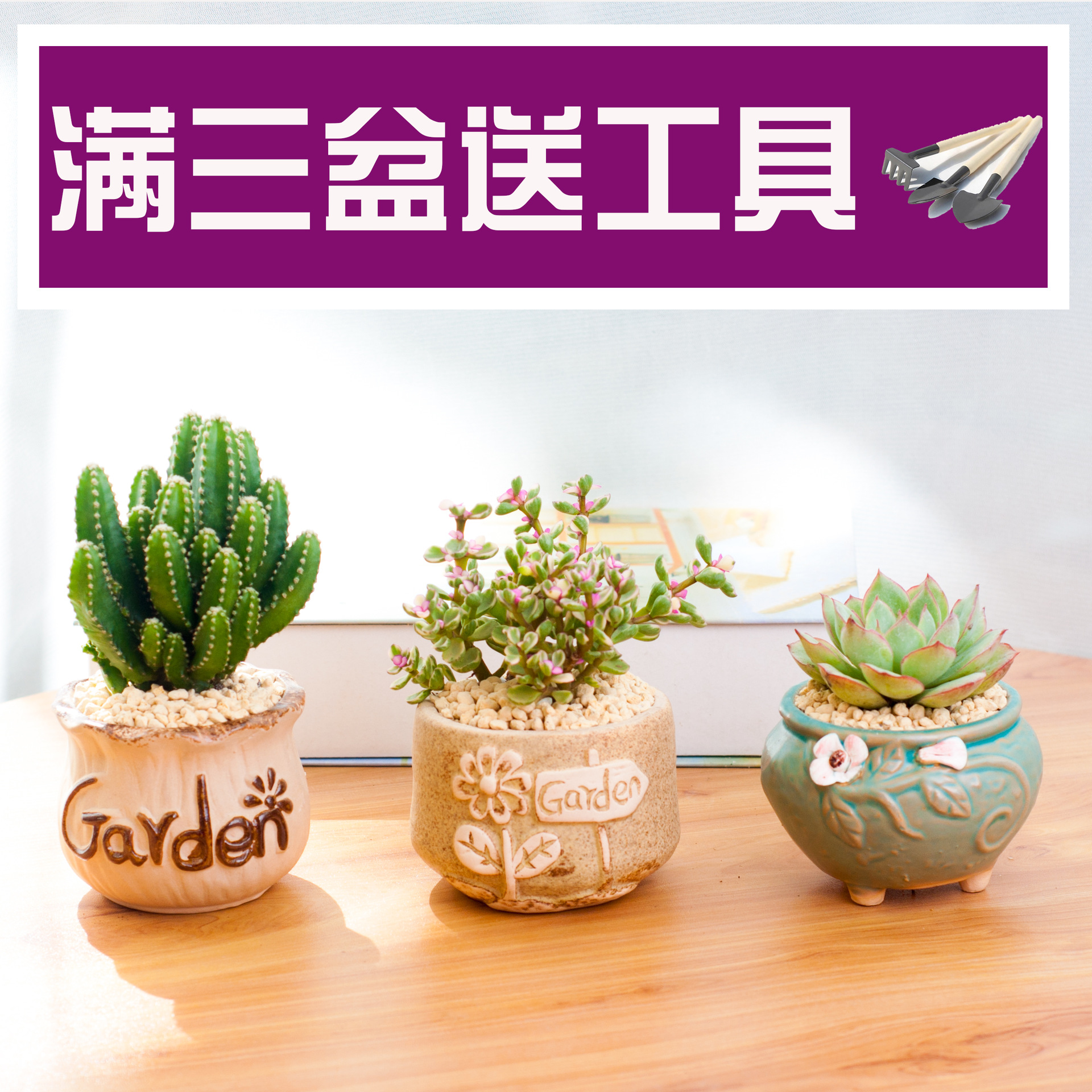 Succulent Potted Indoor New Succulent Plant Combination Jade Dew Flower Pot Soil Set Novice Green Plant Flower Radiation Protection
